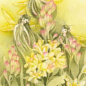 Tuberose Sprites, 2017   Watercolor & Color Pencils